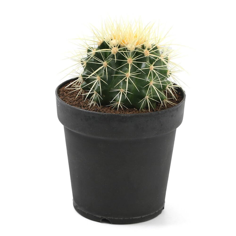 Amazon｜（多肉植物）サボテン エキノカクタス 金鯱（キンシャチ） 4